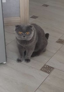 Create meme: Scottish fold cat, Scottish fold cat