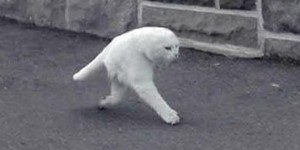 Create meme: half cat, two-legged cat meme, white cat on two legs