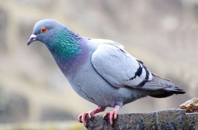 Create meme: blue pigeon, bird dove, pigeons