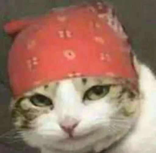 Create meme: a cat in a bandana, a cat in a bandana, the cat in the red bandana