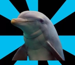 Create meme: Dolphin, dolphin