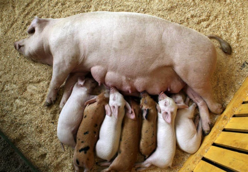 Create meme: Duroc breed of pigs, pigs Duroc, duroc pigs