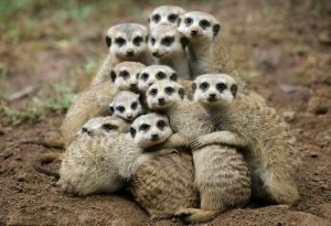 Create meme: we're a happy family, wild animals, cute animals