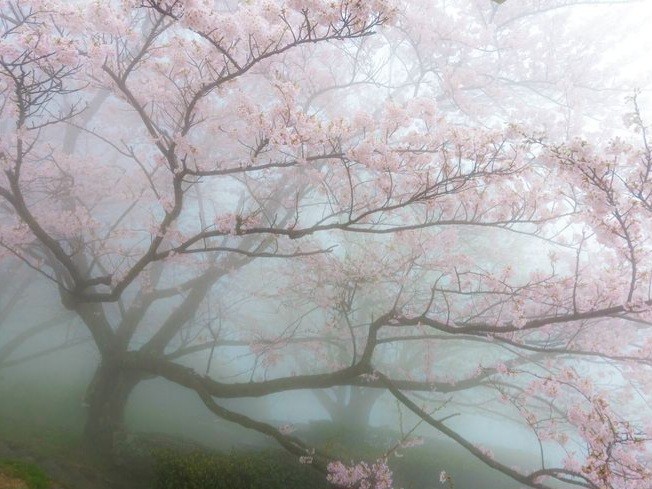 Create meme: Sakura in the fog, Sakura background, the aesthetics of sakura