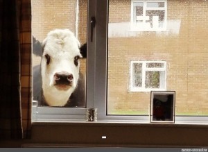 Create meme: the cow in the window, a cow looks out of the window, white oriental in the window