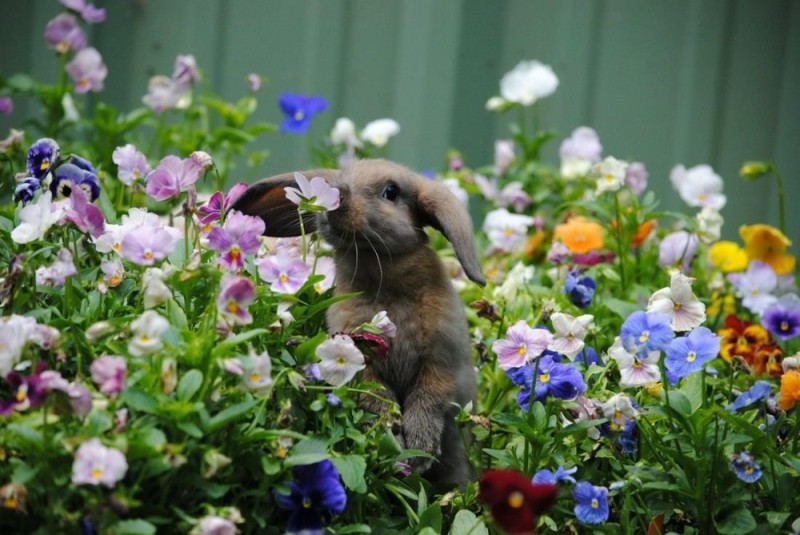 Create meme: flowers and animals, rabbit in flowers, animals give flowers