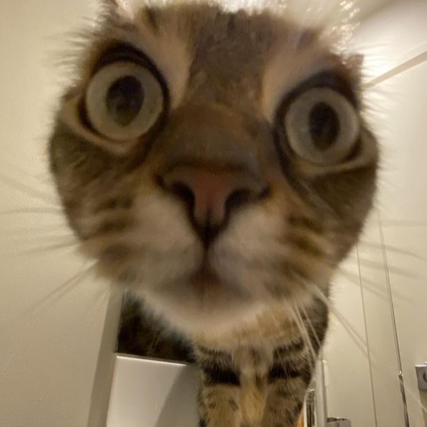 Create meme: the surprised cat , cat is fun , scared cat meme
