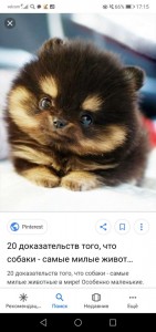 Create meme: Pomeranian, the cute animals, the cutest animals in the world