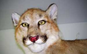 Create meme: animal Puma, Puma face
