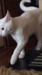 Create meme: Turkish Angora cat, cat, white cat