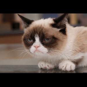 Create meme: grumpy cat, unhappy cat, grumpy cat smiles