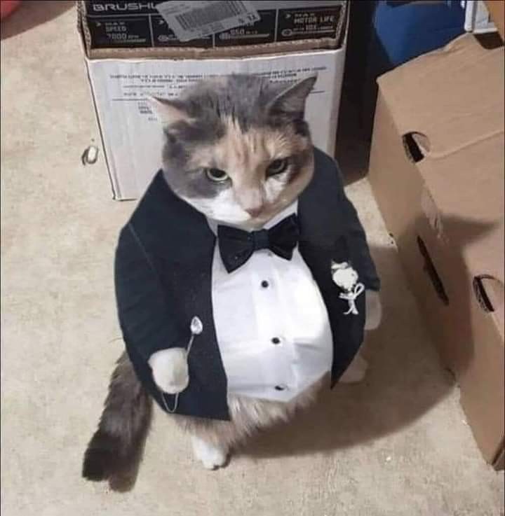 Создать мем: котики шутят, жирный кот в костюме, кот