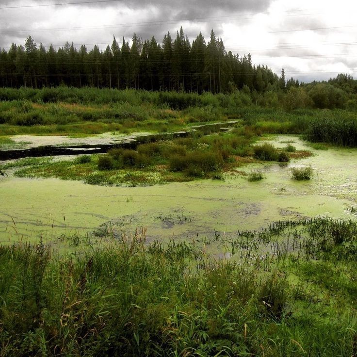 Create meme: swamps of russia, a hummock in the swamp, swamp bog