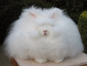 Create meme: Angora rabbit funny photo, fluffy Bunny, Angora rabbit with a fluffy