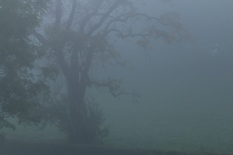 Create meme: Mist hedgehog in the fog, fog forest, trees in the fog