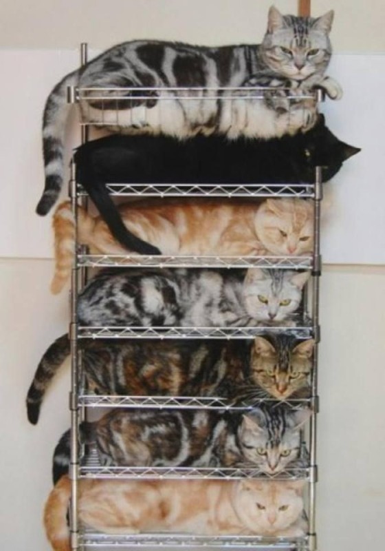 Create meme: funny animals , The cat is lying on the shelf, cat shelving