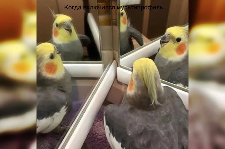 Создать мем: попугай в зеркале мем нам всем нужно успокоиться, попугайчик корелла, корелла мем
