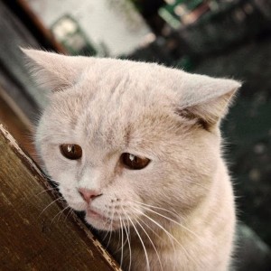 Create meme: cat, Cat, the cat is crying