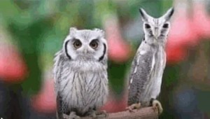 Create meme: bird owl, owl kurukh, owl funny