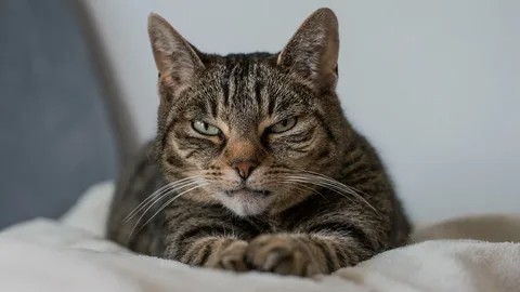 Создать мем: табби кот, наглый полосатый кот, европейская короткошерстная кошка