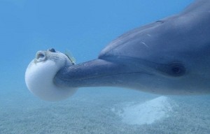 Create meme: dolphins, Fish, a Dolphin creature