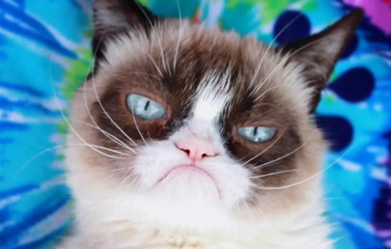 Создать мем: grumpy cat, недовольный котик, самый недовольный кот