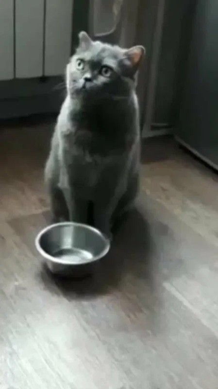 Create meme: gray cat, begging cat , cat 