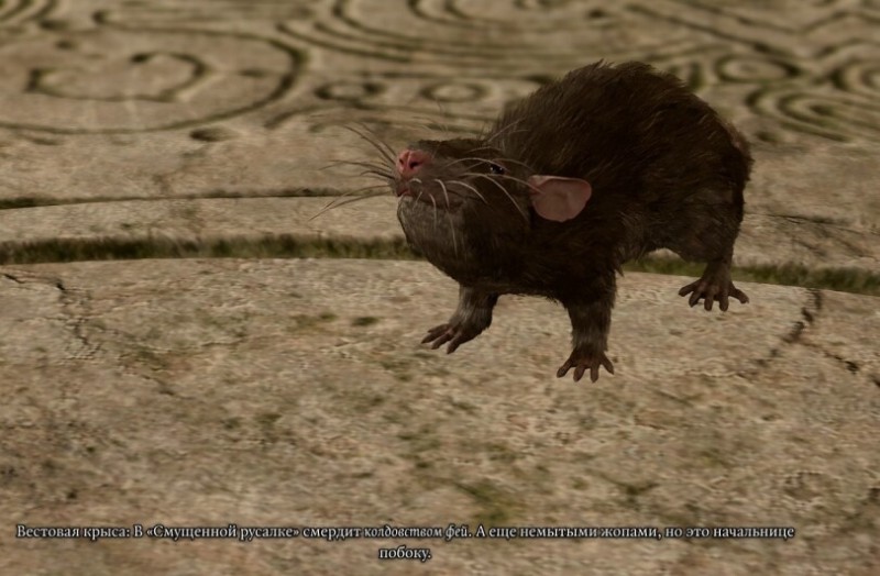 Create meme: the black rat, the earthen rat, rabid rat