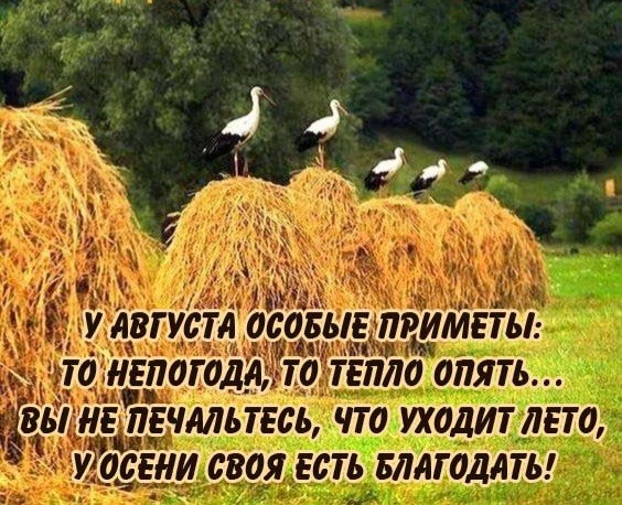 Create meme: Belarus stork field, stork, a stack of sheaves