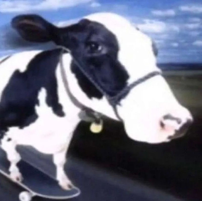 Create meme: cows', funny cow, cow on a skateboard