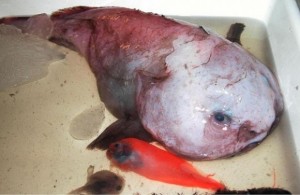 Создать мем: грустная рыба капля камчатка, глубоководная рыба капля, психролютовые рыба-капля