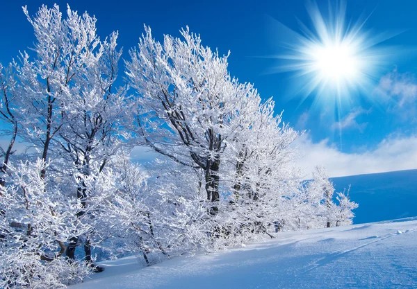 Create meme: winter beautiful, winter nature, winter forest