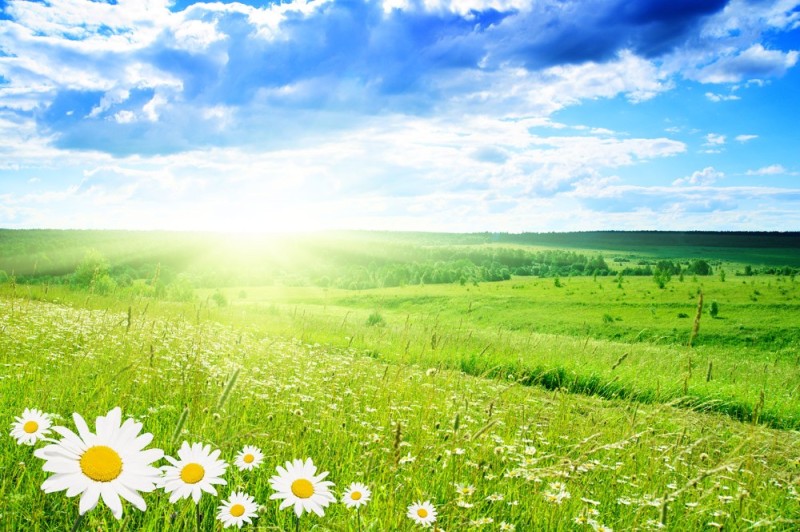 Create meme: field nature, summer field, chamomile field background