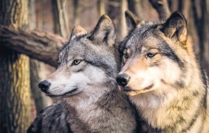 Create meme: two wolves, wolf, the wolves in the pair