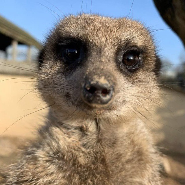 Create meme: dwarf meerkat, meerkat funny, animal meerkat