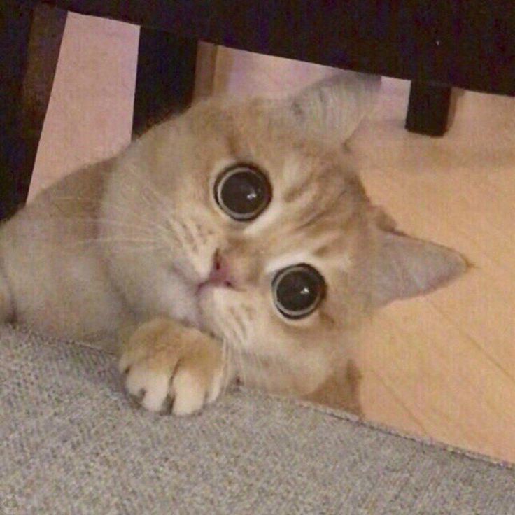 Create meme: cat , The cat meme, The cat with the big eyes meme