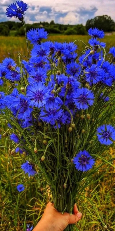 Create meme: wild flowers , blue wildflowers, cornflower
