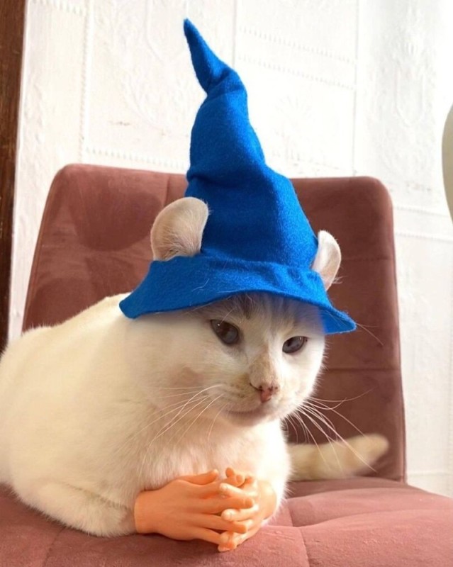 Создать мем: котик в шляпе, магический кот, кот с руками