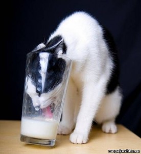 Создать мем: пойман с поличным, cat, молоко