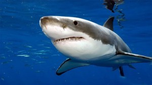 Create meme: shark large, shark, great white shark