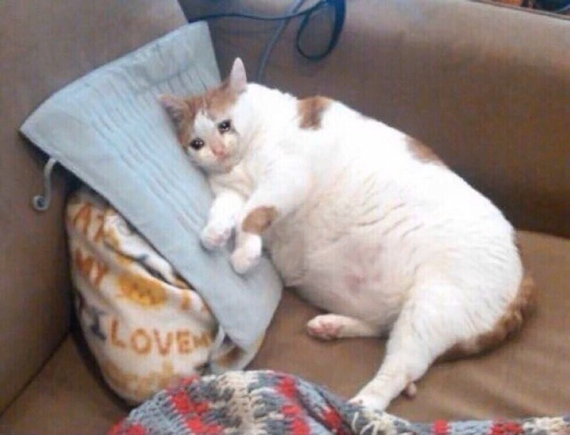 Create meme: sad fat cat, fat cat, fat crying cat