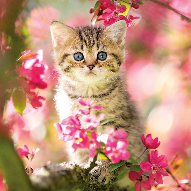 Create meme: kitten in flowers, kitties , puzzle castorland kitten in flower garden (b-52974), 500 children.