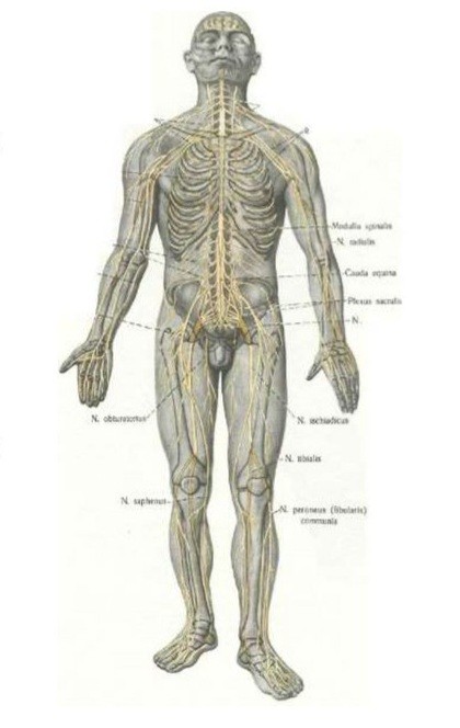 Create meme: the structure and functioning of the nervous system, organs of the human nervous system, nervous systems