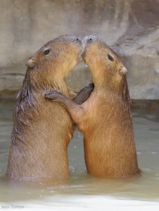 Create meme: rodent capybara, the capybara, a pet capybara