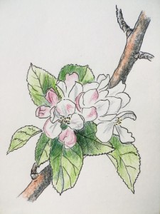 Create meme: Botanical illustration of the flowers of Apple trees, Apple blossoms illustration, flower Apple blossom pattern