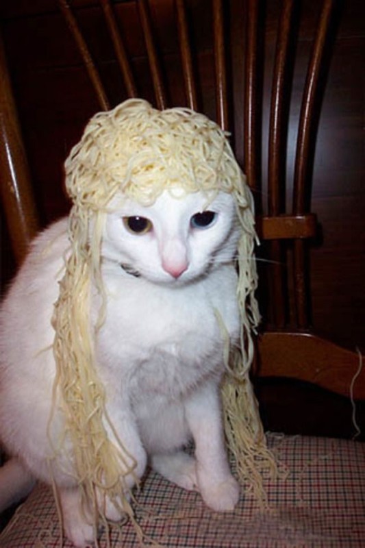 Create meme: cat with noodles, a cat with noodles on its head, a cat in a wig