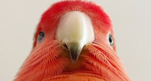 Создать мем: говорящий попугай, попугай с красным клювом, попугай ара