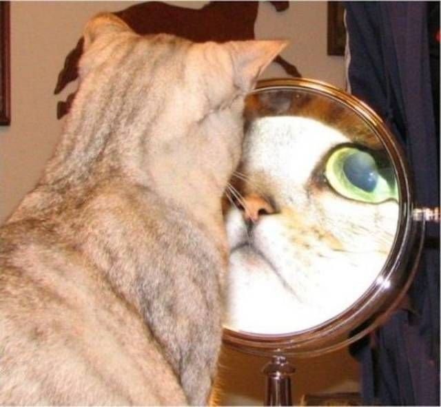 Create meme: the cat in the mirror, The cat in the mirror, cat with a magnifying glass