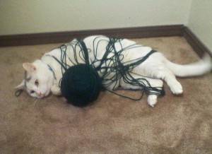 Create meme: the cat is tangled in the thread, cat, cat