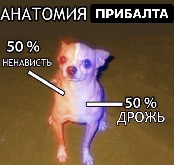 Create meme: Chihuahua 50% hate 50% tremble, chihuahua hate, chihuahua meme